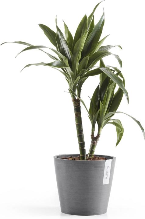 Actual product image Ecopots Amsterdam (20 cm)