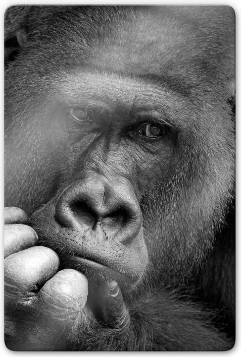 Produktbild Trenddeko Braun - Der Gorilla (40 x 60 cm)