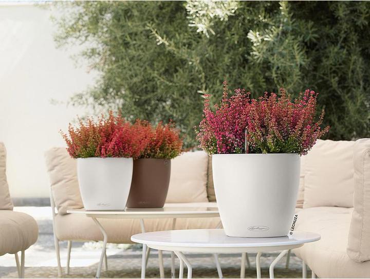 Actual product image Lechuza Classico Color (21.50 cm)