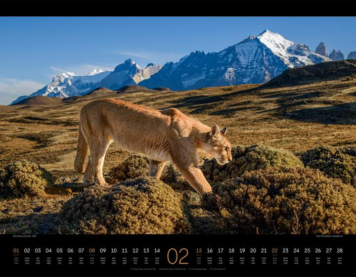 Produktbild Königreich der Katzen Kalender 2026 (54 x 42 cm, Englisch, Französisch, Deutsch)
