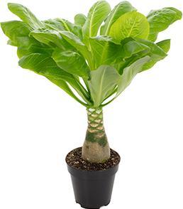Immagine prodotto Flowerbox Set di 5 palme hawaiane - Brighamia (40 cm)