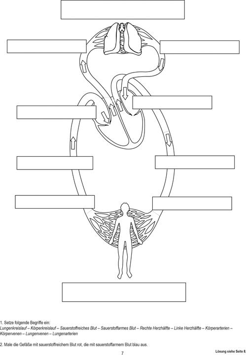 Produktbild Betzold Blutkreislauf, magnetisch