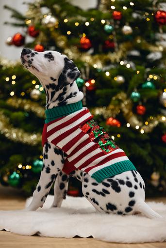 Image du produit Beeztees Hohoho (M, Pull-over pour chien)