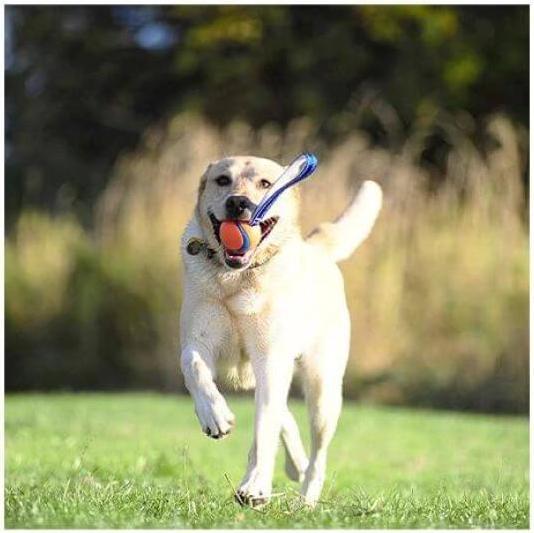 Actual product image Chuckit! ChuckIt Ultra Tug piłka dla psa średnia (Dog chew toy)