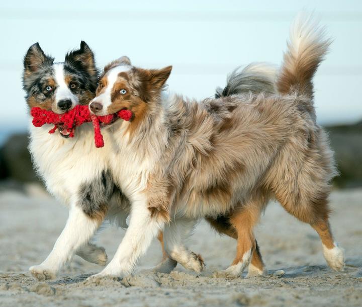 Image du produit Laboni Hugo Hummer (Apporter, Jouet à mâcher pour chien, Jouet à lancer chien)