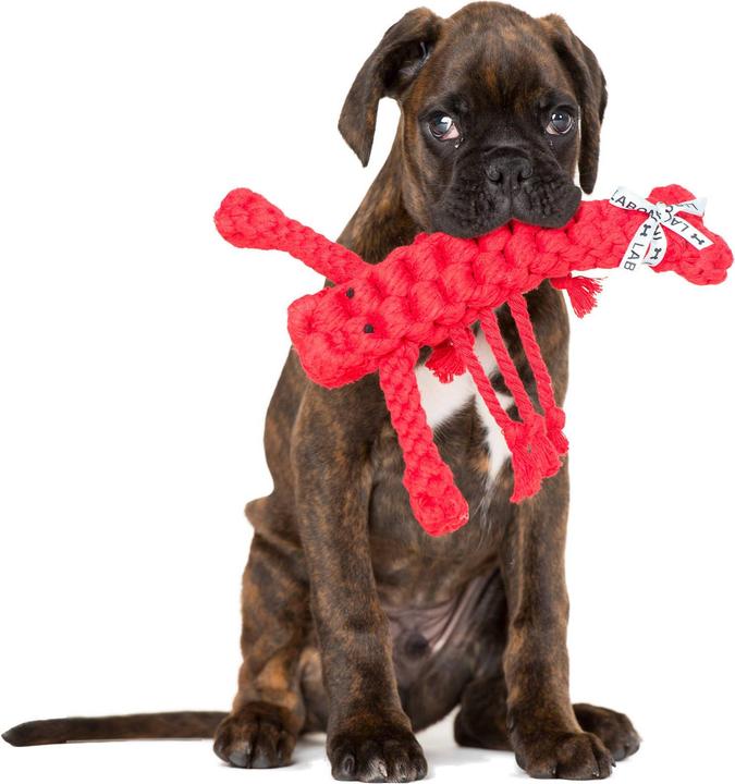 Image du produit Laboni Hugo Hummer (Apporter, Jouet à mâcher pour chien, Jouet à lancer chien)