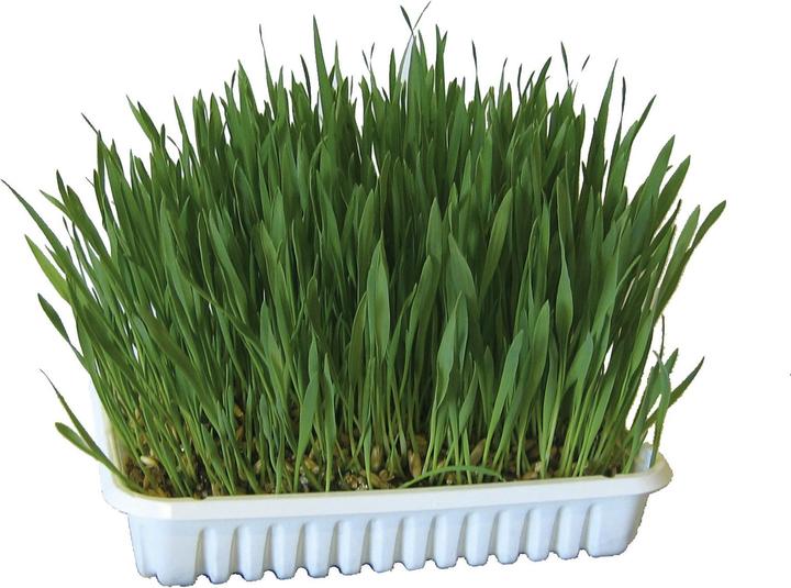 Produktbild Kerbl Nagergras (0.13 kg, 1 x)