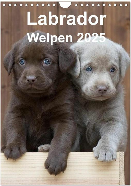 Image du produit Labrador Welpen (Wandkalender 2025 DIN A4 hoch), Monatskalender (A4, Allemand)