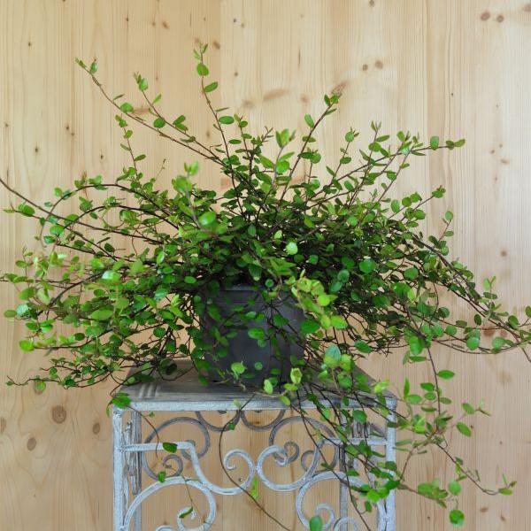 Actual product image Säntispracht Set of 2, Mühlenbeckia - Muehlenbeckia complexa Coarse-leaved (15 cm)