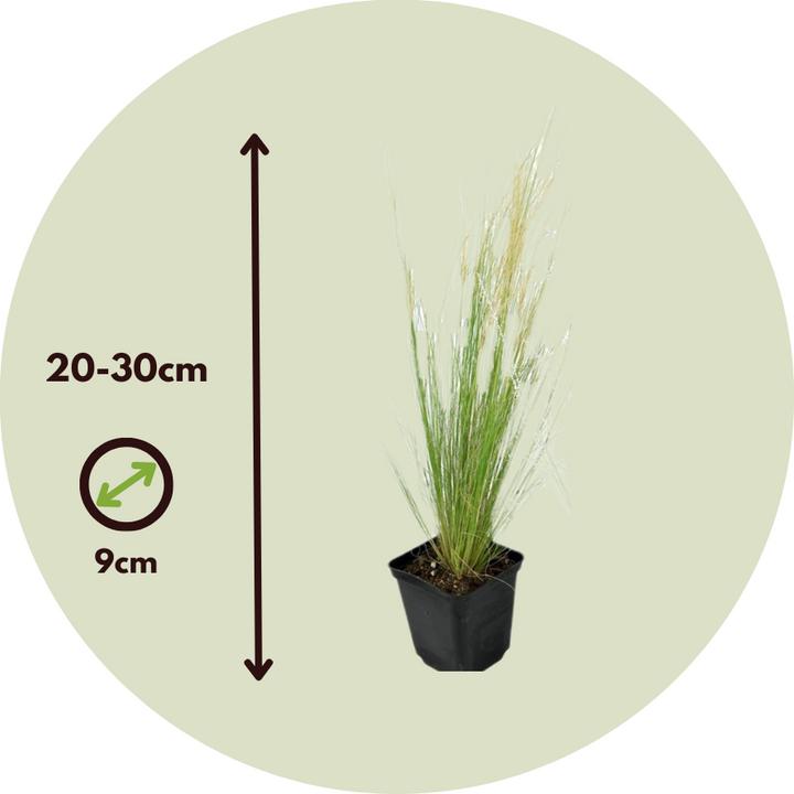 Actual product image Plant in a Box Stipa tenuifolia 'Pony Tails' - Set of 9 ornamental feather grasses (20 cm)