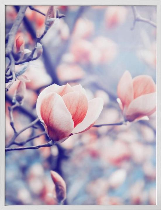 Image du produit Trenddeko Bourgeon de magnolia (40 x 50 cm)