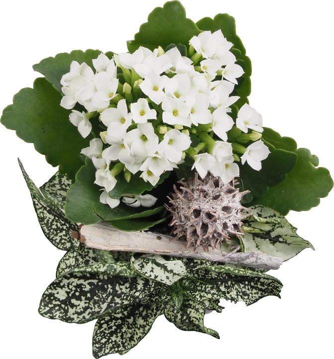 Produktbild Migros Ostschweiz Topf Arrangement (18 cm)