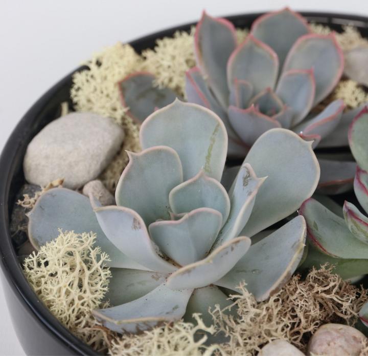 Actual product image Plant in a Box Echeveria lilacina - Garden Mix Black (8 cm)