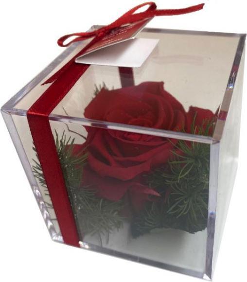 Produktbild TOP Ewig blühende Rose (Trockenblumen)