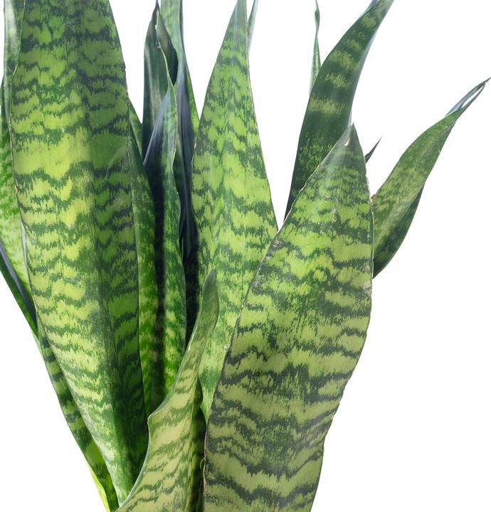 Immagine prodotto Flowerbox Canapa dell'arco - Sansevieria zeylanica (65 cm)