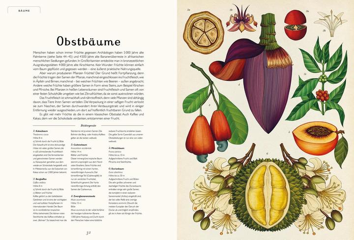 Produktbild Das Museum der Pflanzen (Deutsch, Kathy Willis, Katie Scott, 2016)