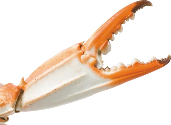 Immagine prodotto Ibili Pinza per frutti di mare in acciaio inox 18 cm Ideale per aprire cozze e molluschi (Pinza da servizio)