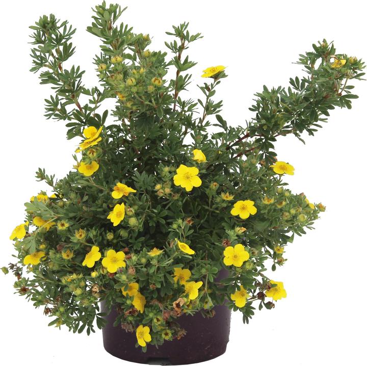 Actual product image Zulauf Shrub cinquefoil (80 cm)
