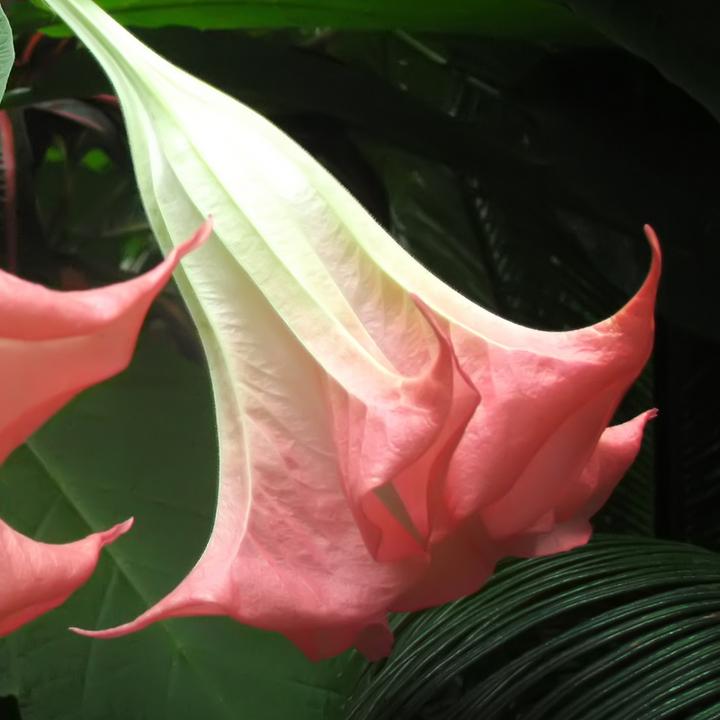 Image du produit Plant in a Box Brugmansia versicolor, sanguinea, suaveolens - Lot de 6 trompettes des anges (25 cm)