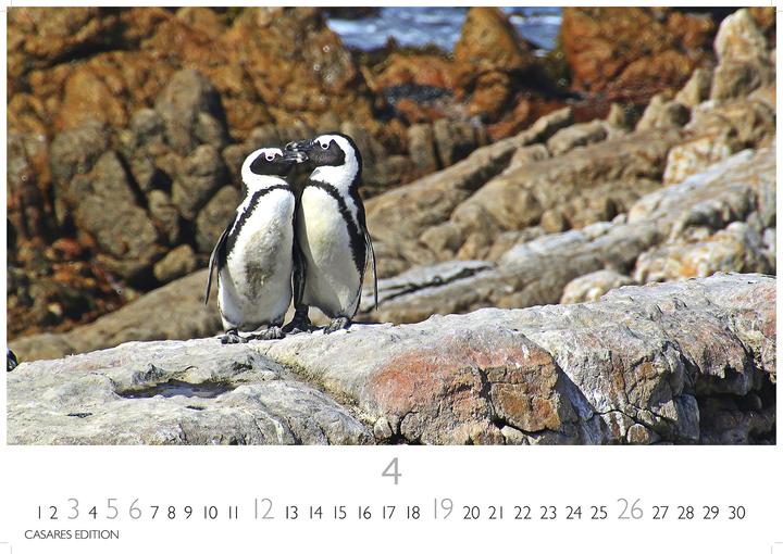 Actual product image Pinguine 2026 S 24x35cm (24 x 35 cm, German)