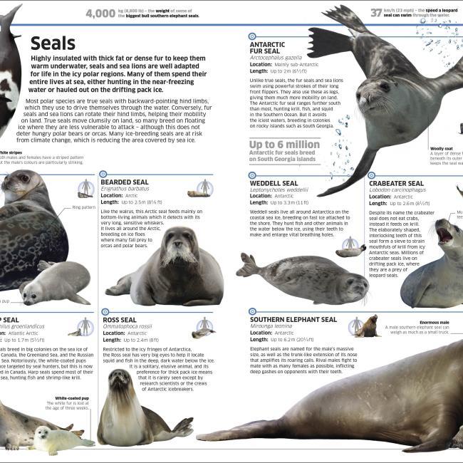 Actual product image Knowledge Encyclopedia Ocean! (English, Collectif, 2020)