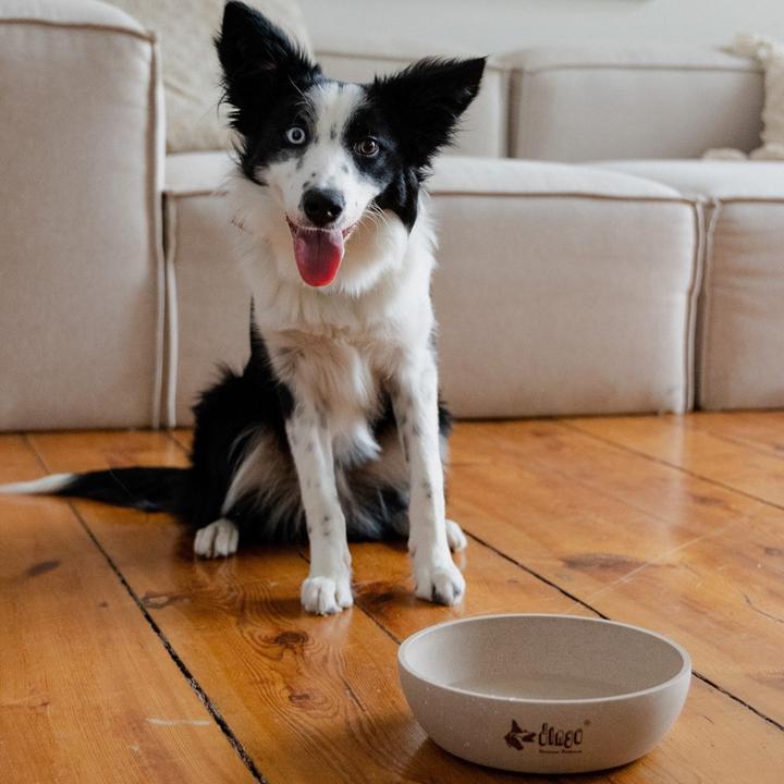Actual product image Red Dingo DINGO Nature - bamboo bowl - 550 ml (0.55 l)