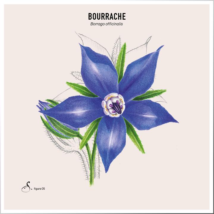 Image du produit Sekoya Bourrache & Avocat | Peau sèche & eczéma (90 pièce(s), Capsules)