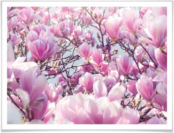 Immagine prodotto Trenddeko Albero di magnolia (30 x 24 cm)