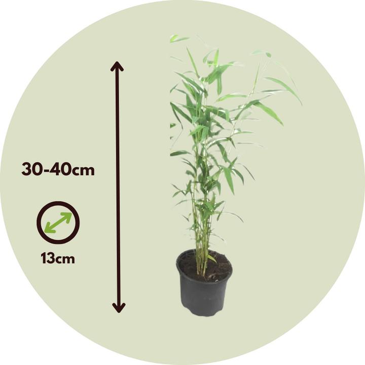 Actual product image Plant in a Box Fargesia papyrifera 'Blue Dragon' - set of 3 bamboos (30 cm)