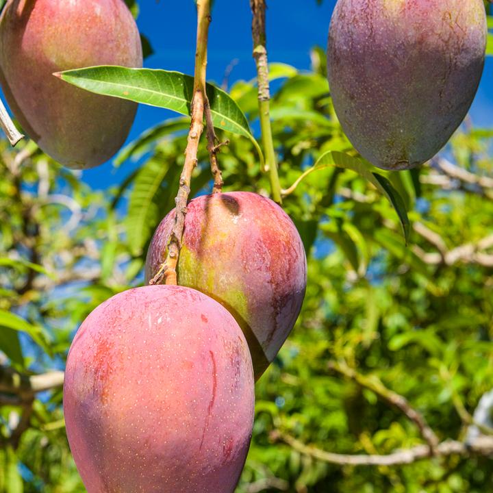 Image du produit Klorane Crème de jour pour les cheveux à la mangue (125 ml)