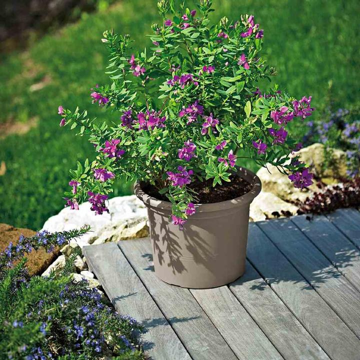 Actual product image Euro3plast Planter (25 cm)