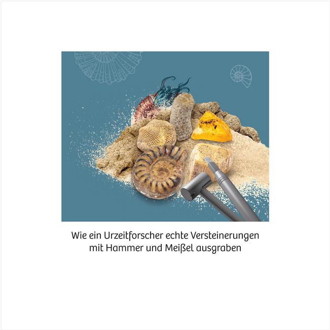 Actual product image Kosmos Fossils