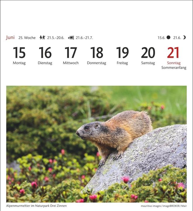 Actual product image Harenberg Südtirol Sehnsuchtskalender 2026 - Wochenkalender mit 53 Postkarten (Hardcover, German)
