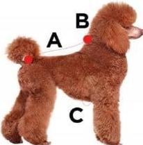 Immagine prodotto Zolux Dublin Jumper Dog S25 Rosso (Cane)