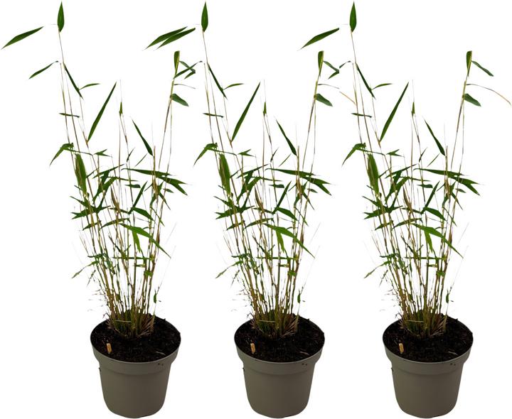Actual product image Plant in a Box Fargesia papyrifera 'Blue Dragon' - set of 3 bamboos (30 cm)