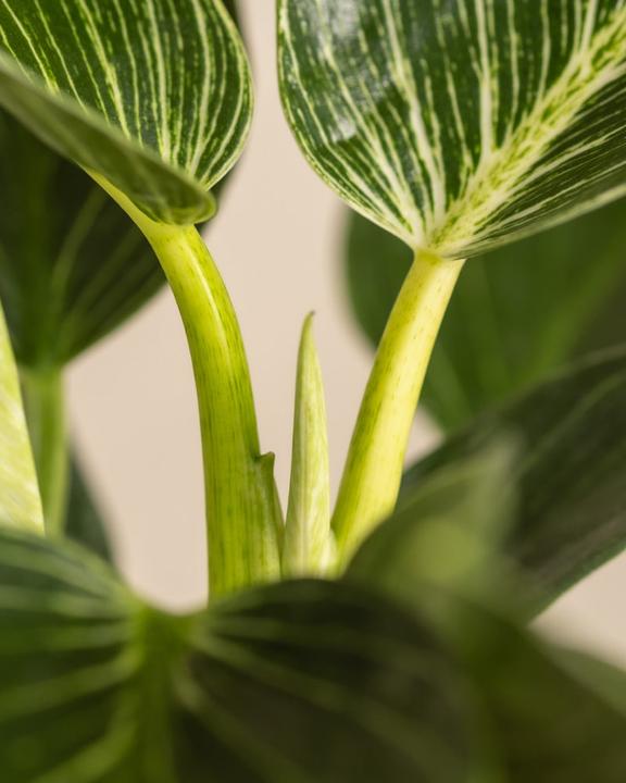 Produktbild feey Philodendron Birkin 'White Measure' (30 cm, Frisch umgetopft)