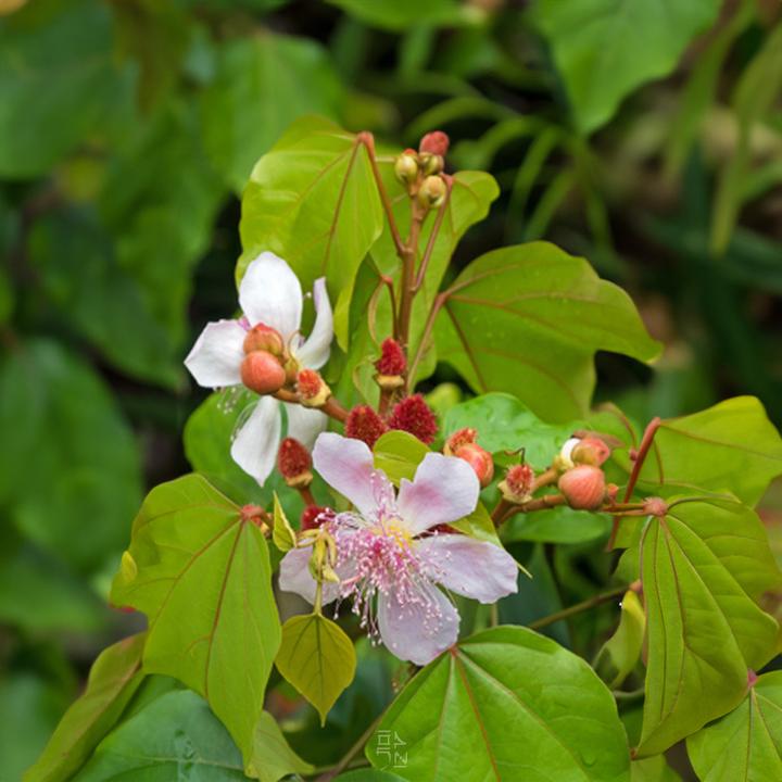 Immagine prodotto Tropica Cespuglio di rossetto ( Bixa orellana ) (Semi di piante)