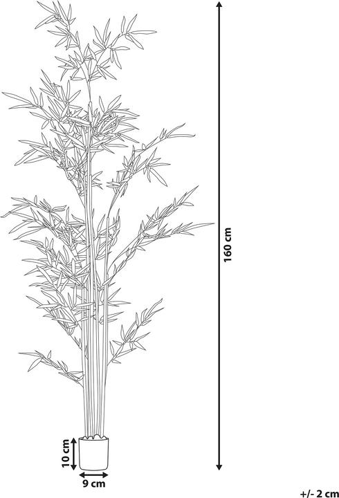 Image du produit Beliani Bambusa Vulgaris (160 cm)