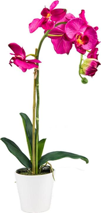 Image du produit Luwatex La beauté des orchidées (65 cm)