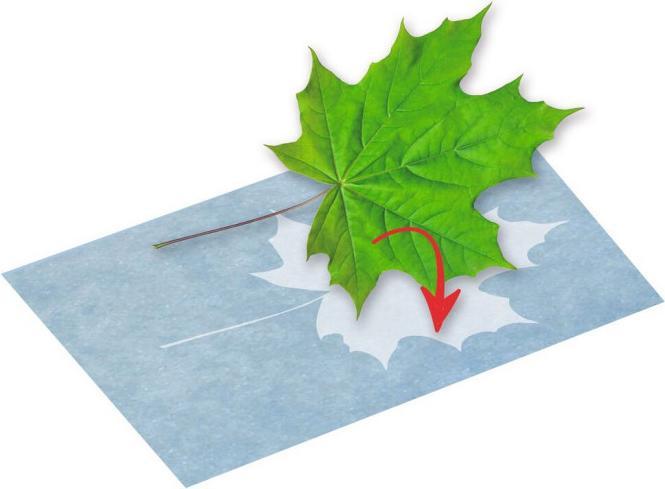 Actual product image Sun printing paper PhänoMINT