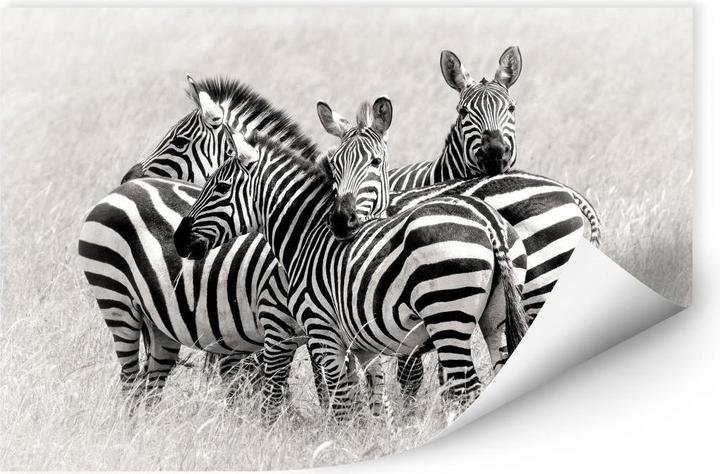 Actual product image Trenddeko Trubitsyn - Zebras in the Savannah (45 x 30 cm)