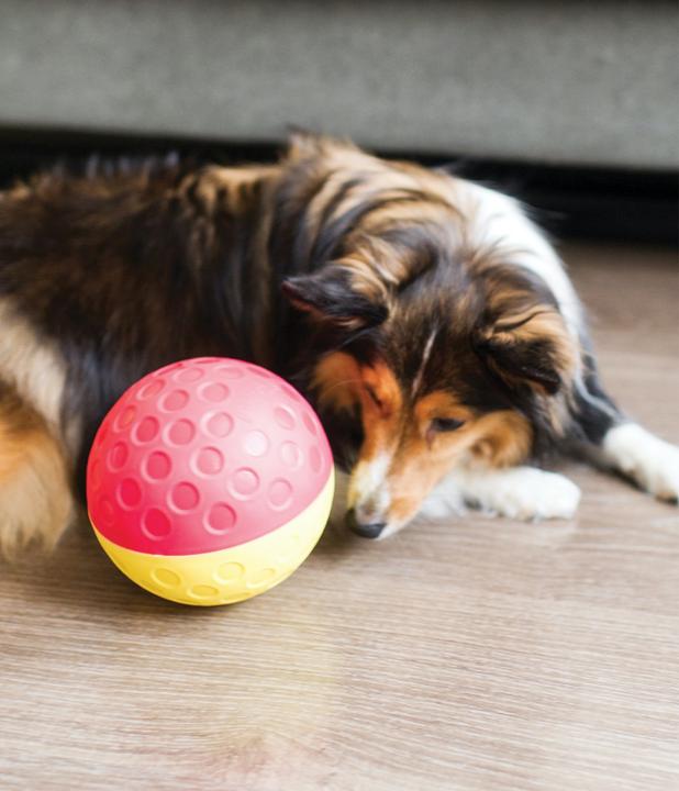 Actual product image Nina Ottosson Treat Tumble smallLevel 1 (Intelligence toy dog)