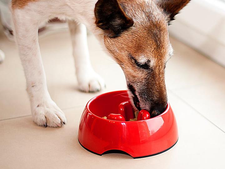 Image du produit Infactory Lot de 2 écuelles anti-glissement pour chiens et chats, 300 ml (0.30 l)