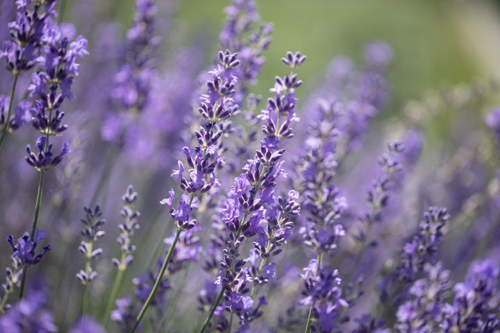 Immagine prodotto Zollinger Bio Lavanda, vera (perenne) (Germogli)