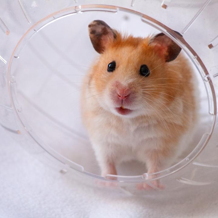 Produktbild Relaxdays Hamsterball