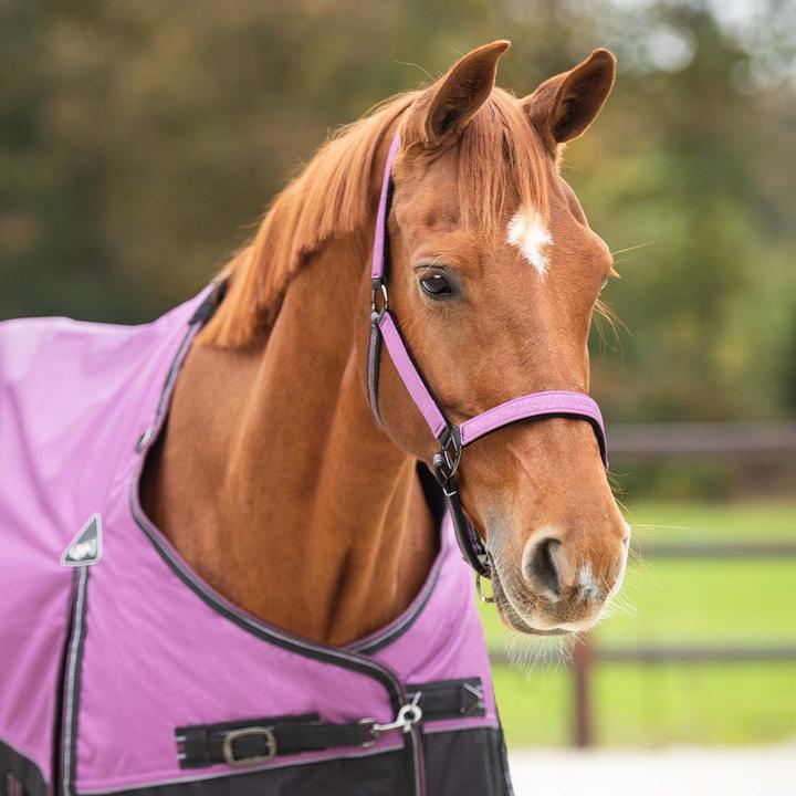 Image du produit Qhp ensemble licol et longe pour cheval