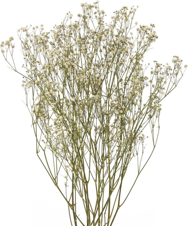 Produktbild Geschenkkörbe CH Schleierkraut (Trockenblumen)