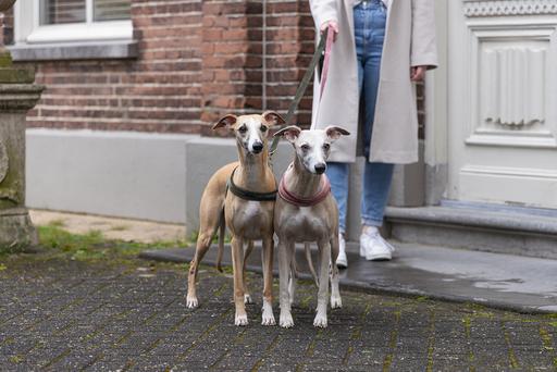 Actual product image Designed by Lotte Velura (XXS, XS, S, M, L, Dog, Walks)