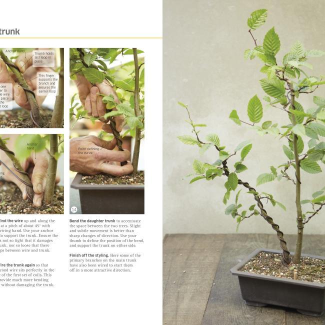 Image du produit bonsai (Anglais, DK, 2014)