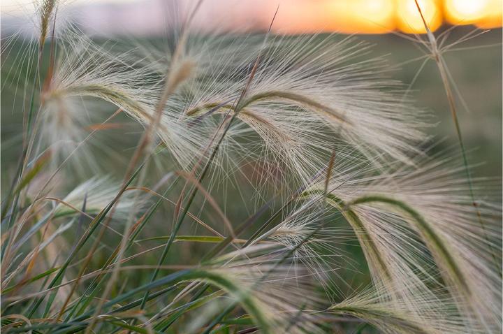 Produktbild Tokina 56mm 1:1.4 ATX-M Sony E-Mount (APS-C) Plus (Sony E, APS-C / DX)